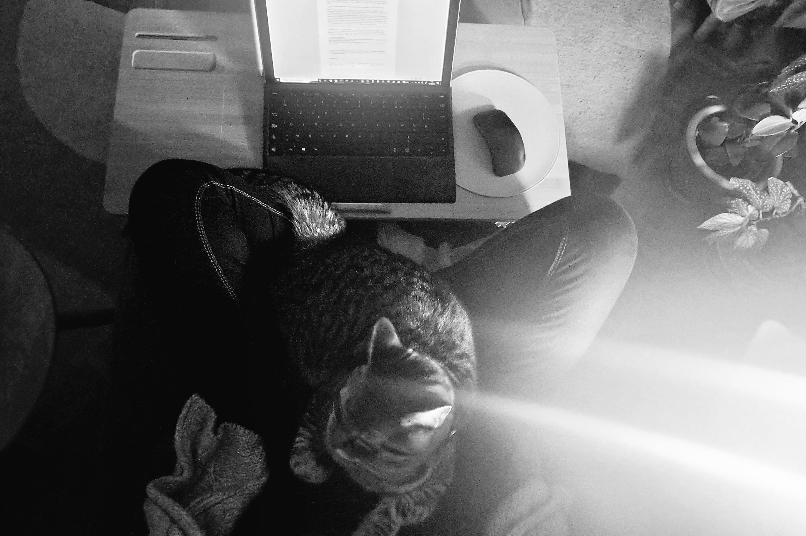 Teletravail_TORTUE_2